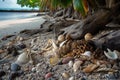 tropical beach with scattered shells, driftwood, and other treasures