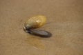 Tropical beach sea brown shell opened Royalty Free Stock Photo