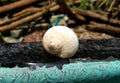 Tropical beach sea shell closeup Royalty Free Stock Photo