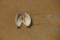 Tropical beach sea shell opened Royalty Free Stock Photo