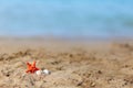 Tropical beach with sea-star in sand  copyspace for text. Concept of summer relaxation travel copy space Royalty Free Stock Photo