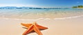 Tropical beach with sea star on sand, summer holiday background . Travel promotion banner template Generative AI Royalty Free Stock Photo