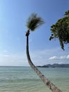 Tropical beach with single curved palm tree Royalty Free Stock Photo