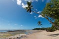 Tropical beach with sloping coconut palms on Boipeba Island Bahia Brazil Royalty Free Stock Photo