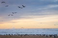 Tropical beach sunset and flock of birds Royalty Free Stock Photo