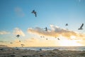 Tropical beach sunset and flock of flying birds Royalty Free Stock Photo
