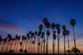 Tropical Beach sunset with Palm trees in Santa Barbara, California