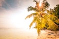 Tropical beach sunset sun rays background with palm tree silhouette Royalty Free Stock Photo