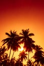 Tropical beach at sunset. Warm evening sun shine through coconut palm Royalty Free Stock Photo