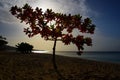 Tropical beach tree at sunset