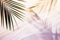 Tropical beach with white sand and green palm leaves in beautiful pink and gold light of sunset with shadow, copy space. Summer. Royalty Free Stock Photo