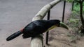 A tropical beautiful bird Ramphastos dicolorus is sitting on a perch