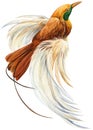 Tropical Beautiful bird on a white background, Hand painting watercolor bird. Bird of paradise