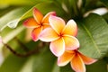 Beautiful Frangipani in Bangkok, Thailand