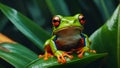 tropical beautiful tree frog outdoors Royalty Free Stock Photo