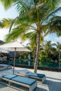 Tropical beautiful vertical landscape view of sunbeds and umbrellas near swimming pool Royalty Free Stock Photo