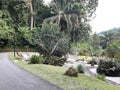 Tropical Beauty Lush Greenery at Penang Botanical Garden