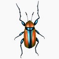 Tropical Beetle Insect Arthropod Variation 2 Isolated, Transparent Background