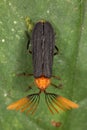 Tropical beetles are amazing and varied.