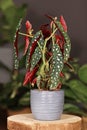 Tropical `Begonia Maculata` houseplant with white dots in gray flower pot on wooden plant stand Royalty Free Stock Photo