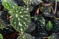 Tropical Begonia Pustulata plant leaf Royalty Free Stock Photo