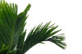 Tropical betel palm leaves on white isolated background for green foliage backdrop Royalty Free Stock Photo