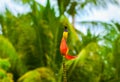 Tropical bird on banana flower closeup. Olive-back sunbird on exotic plant. Royalty Free Stock Photo