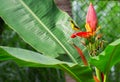 Tropical bird on banana flower. Olive-back sunbird female on exotic plant.
