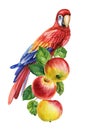 Tropical bird on a branch with apples white background. Watercolor hand drawn illustration. Red macaw and fruit