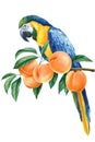 Tropical bird on a branch with peaches white background. Watercolor hand drawn illustration. Blue macaw and fruit Royalty Free Stock Photo