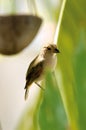 Tropical Bird Royalty Free Stock Photo