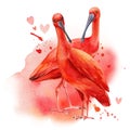 Tropical bird close up on isolated white background. Watercolor scarlet ibis