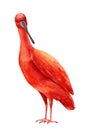 Tropical bird close up on isolated white background. Watercolor scarlet ibis