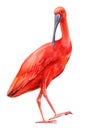 Tropical bird close up on isolated white background. Watercolor scarlet ibis Royalty Free Stock Photo