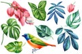 Tropical bird, colorful Leaves and flowers set elements on isolated white background, watercolor hand drawn painting Royalty Free Stock Photo