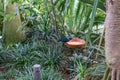 Tropical bird eating bird food in botany garden Royalty Free Stock Photo