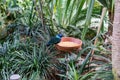 Tropical bird eating bird food in botany garden Royalty Free Stock Photo