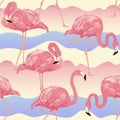 Tropical Bird Flamingo Background