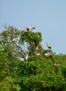 Tropical bird heron