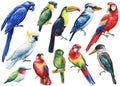 Tropical bird. macaw parrot and cockatoo, kookaburra, toucan and hummingbird, isolated background. Watercolor hand drawn Royalty Free Stock Photo