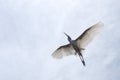 Tropical Bird in mid flight Royalty Free Stock Photo