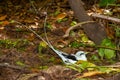 Tropical bird in the nest Royalty Free Stock Photo