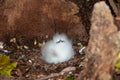 Tropical bird in the nest Royalty Free Stock Photo