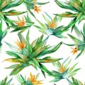 Tropical Bird of Paradise Flower Pattern on White Background Royalty Free Stock Photo