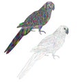 Tropical bird Parrot Sun Conure polygonal multicolored and outline on a white background vector illustration editable hand draw