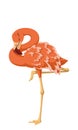 Bird pink flamingo sleeping vector cartoon illustration Royalty Free Stock Photo