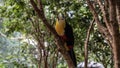 A tropical bird Ramphastos dicolorus green-billed toucan sits on a tree