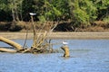 Tropical Bird Royal Tern, Costa Rica Royalty Free Stock Photo