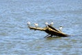 Tropical Bird Royal Tern, Costa Rica Royalty Free Stock Photo