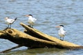 Tropical Bird Royal Tern, Costa Rica Royalty Free Stock Photo